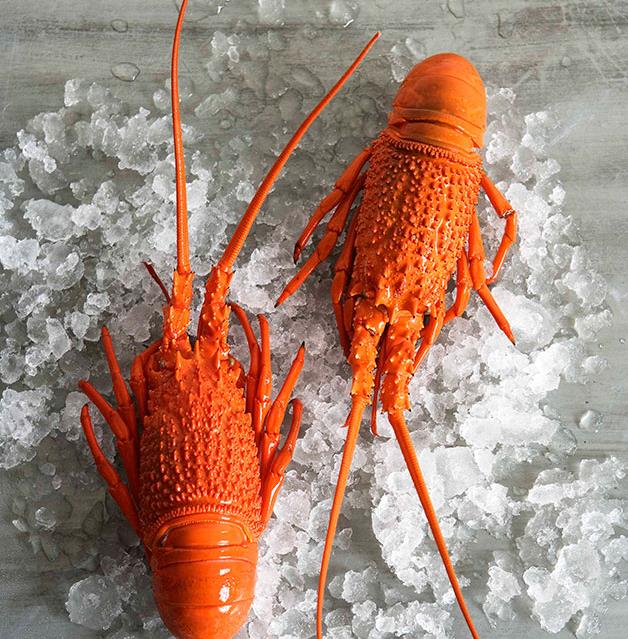 SPECIAL - Eastern Rock Lobsters - Cooked