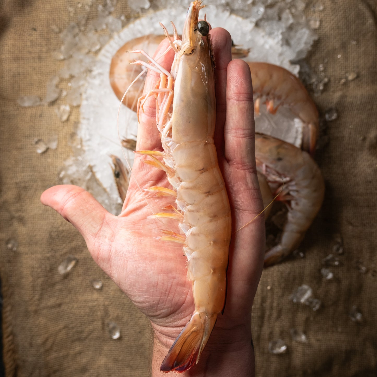 Extra Large Whole Green King Prawns