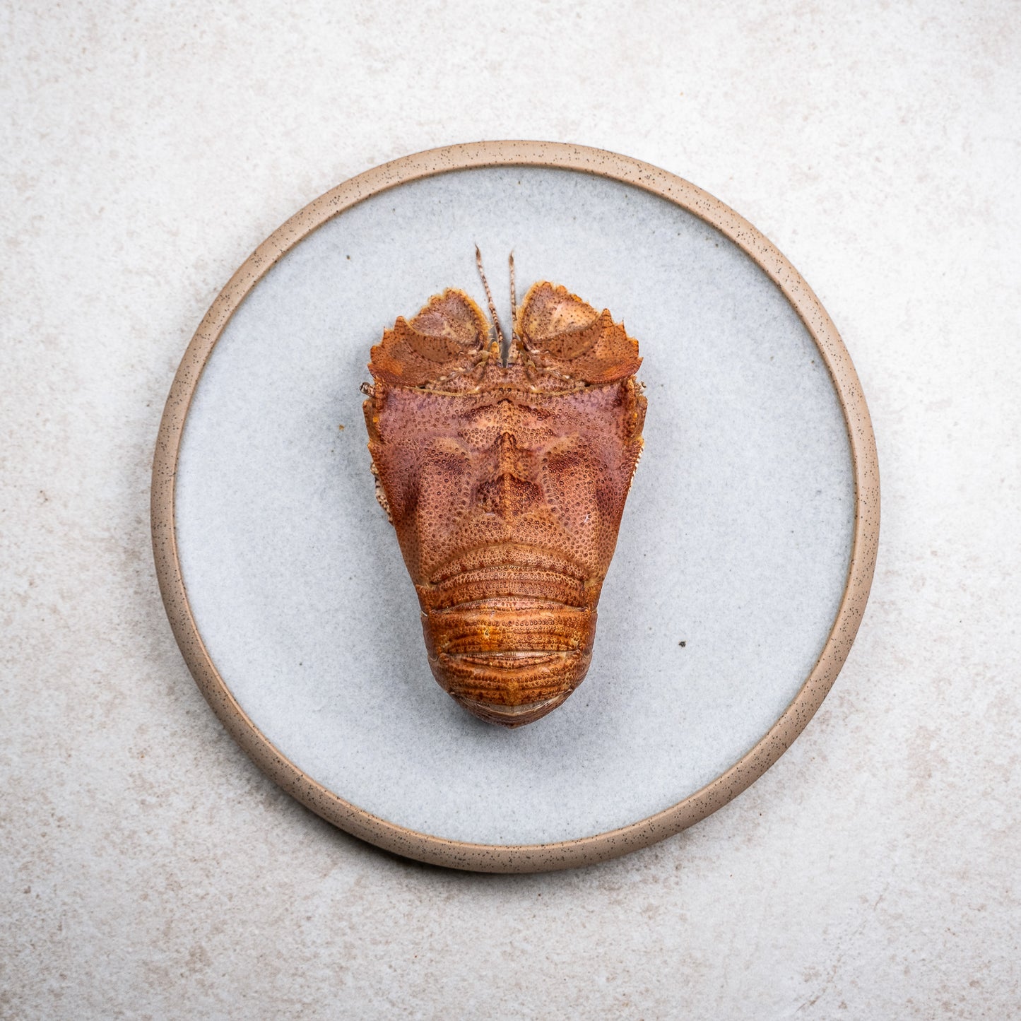 Australian Bay Lobster - Large - Raw