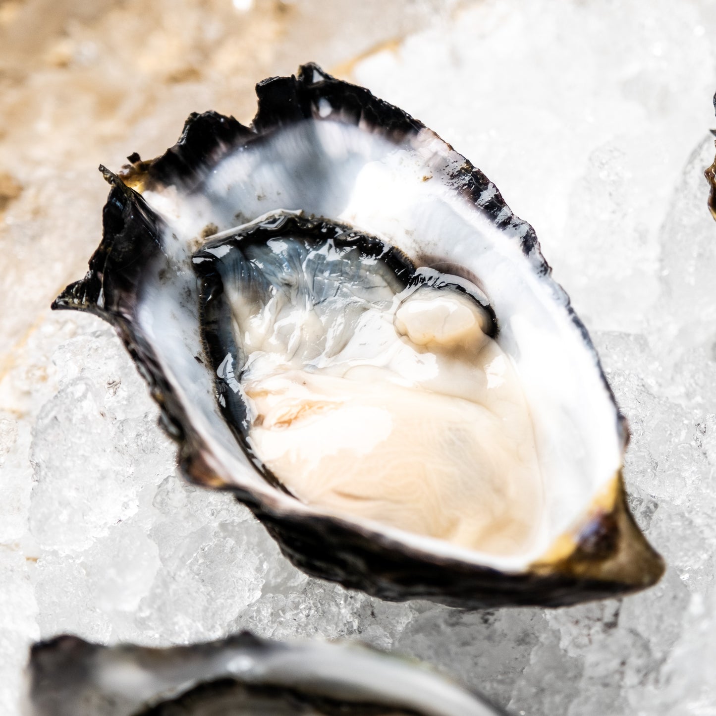 A closeup shot of a Large Pacific Oyster on a bed of ice