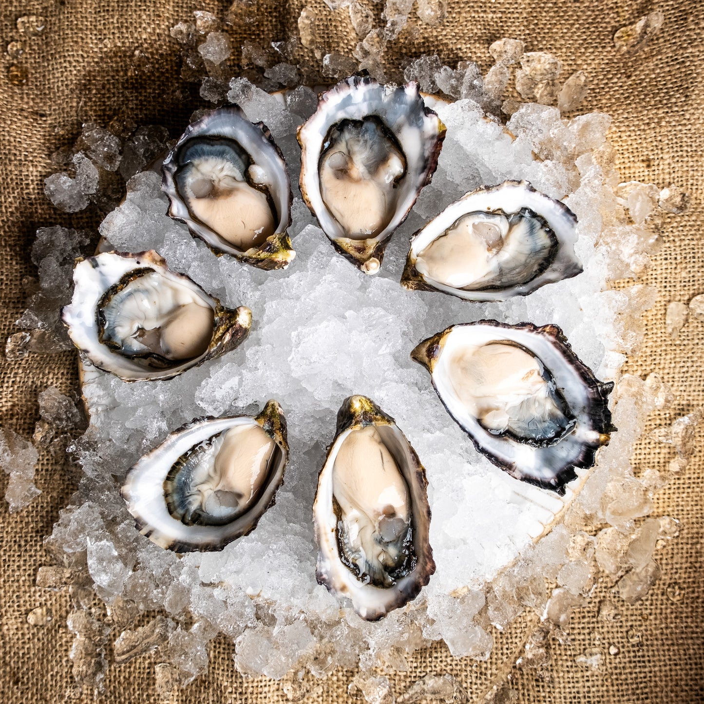 A top down shot of seven Large Pacific Oysters on a bed of ice
