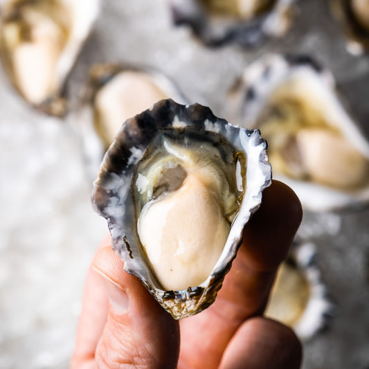 A closeup shot of a shucked Sydney Rock Oyster