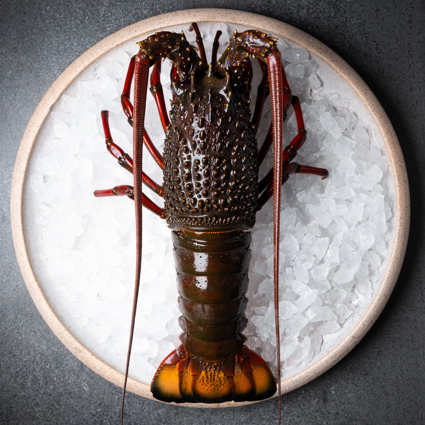 Eastern Rock Lobster - Medium - Live